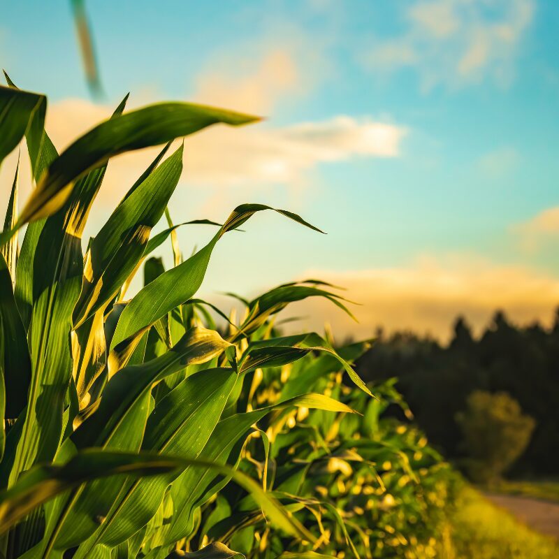 corn field